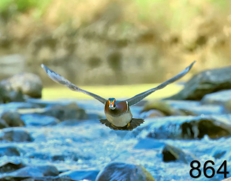 864wood duck 4-16-23-431x14l.jpg