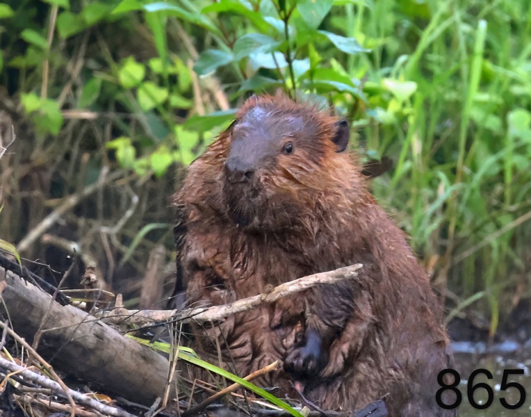 865beaver 5-22-23-905x14l.jpg