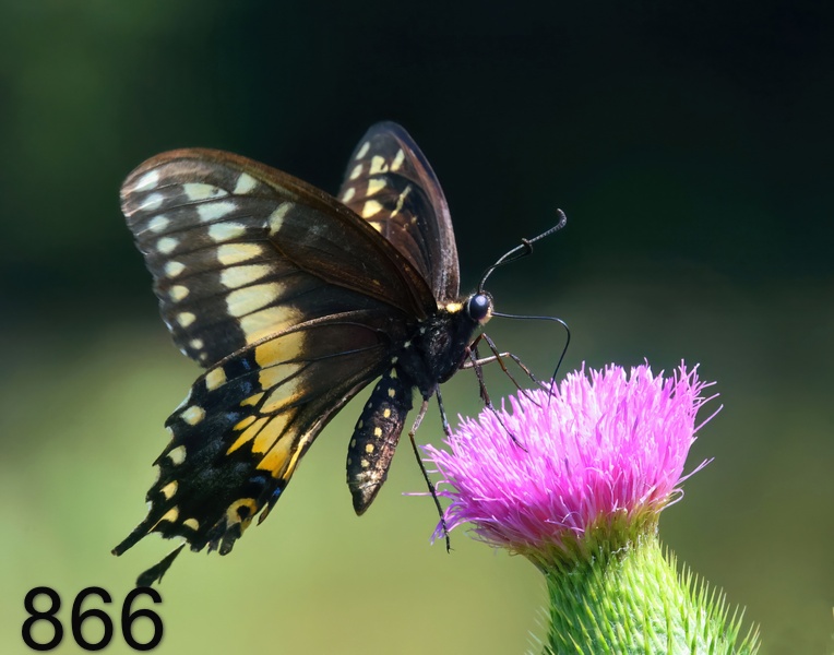 866black swallowtail 7-25-23-421x14l.jpg