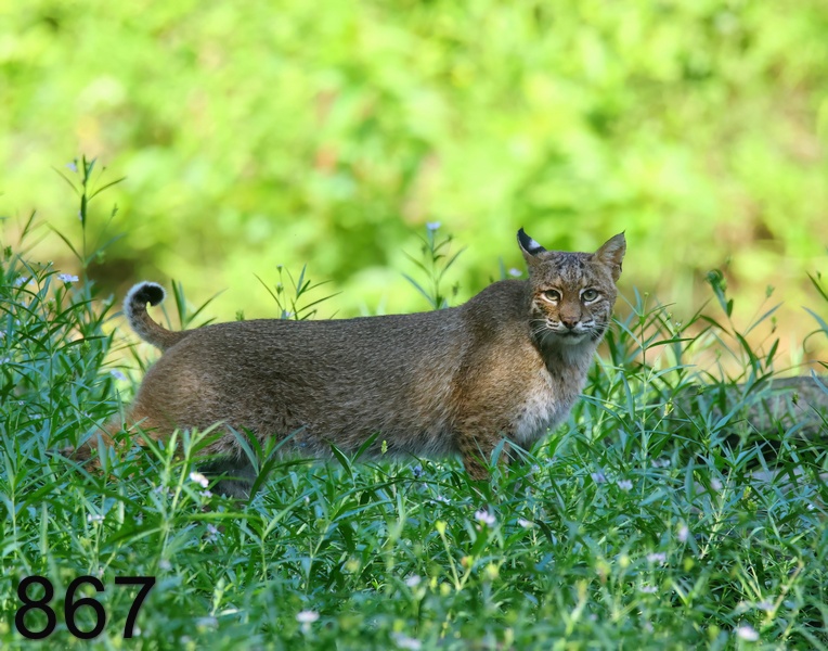 867bobcat 6-22-23-855x14l.jpg