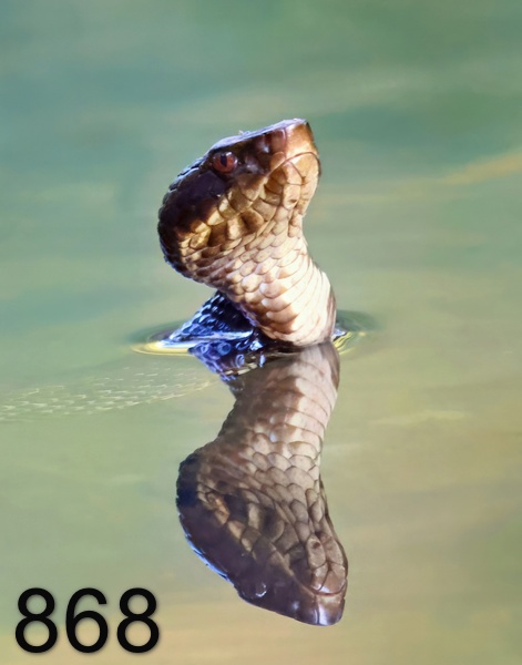 868cottonmouth 8-20-23-304x14lt.jpg