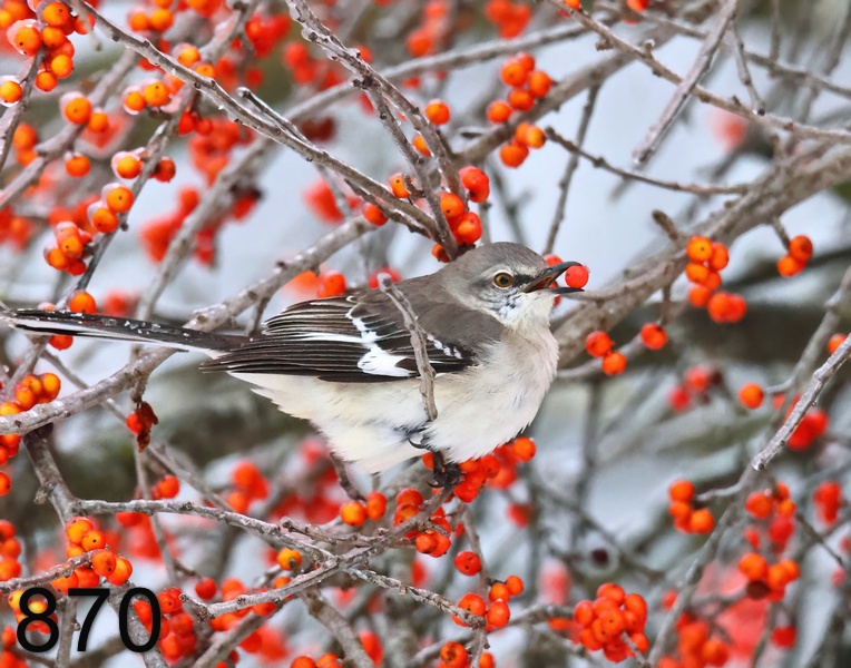 870northern mockingbird 1-31--23-r7-619x14l.jpg