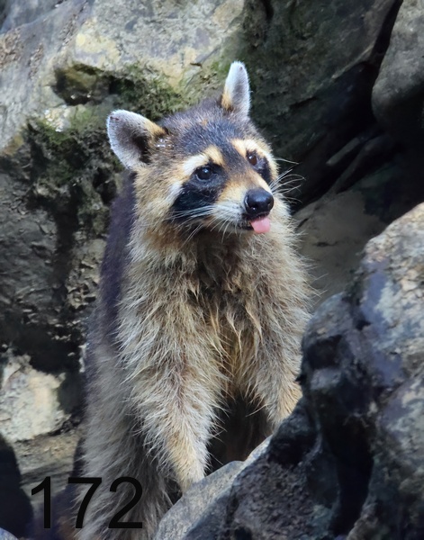 871raccoon 7-2-23-172x14lt.jpg