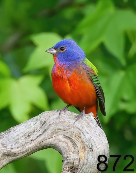 872painted bunting 5-8--23-333x14lt.jpg