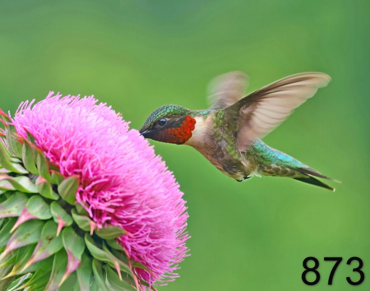 873ruby-throated hummingbird 5-21-23-799x14l.jpg