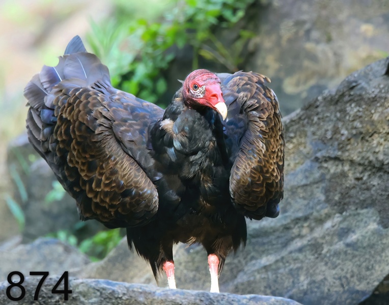 874turkey vulture 7-7-23-990x14l.jpg