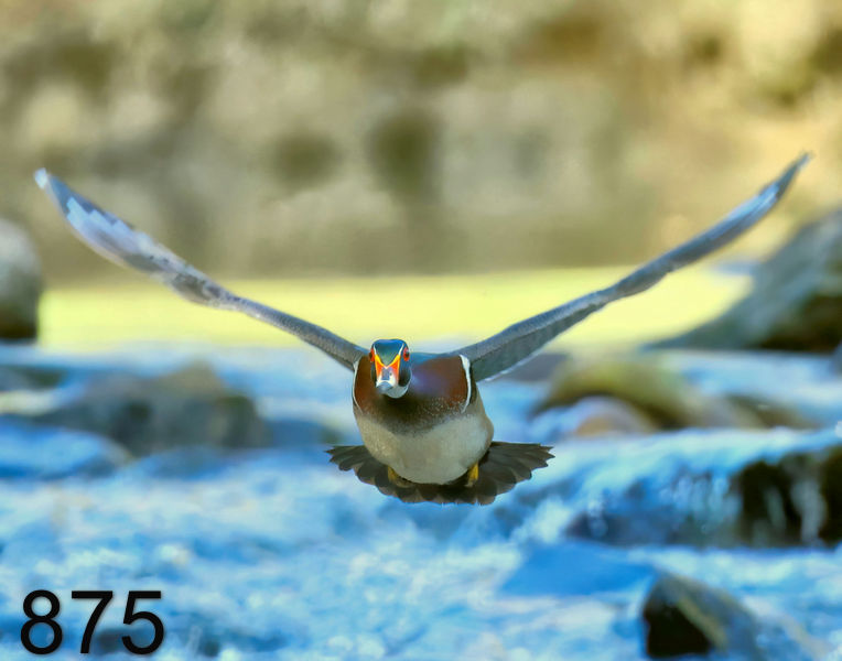875wood duck 4-16-23-431x14ll.jpg