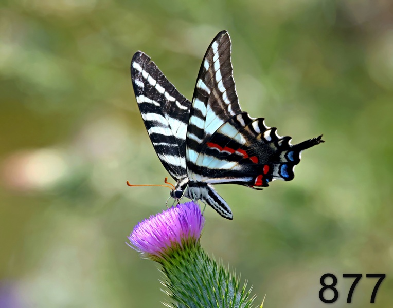 877zebra swallowtail 8-1-23-148x14l.jpg