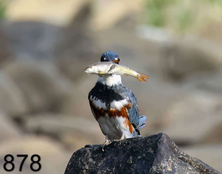 878belted kingfisher-8-27-23-246x14l.jpg