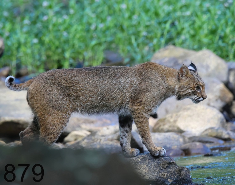 879bobcat 6-13-23-104x14l.jpg