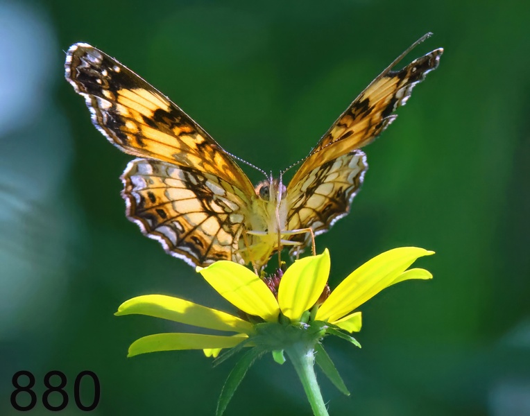 880butterfly 7-12-23-235x14l.jpg