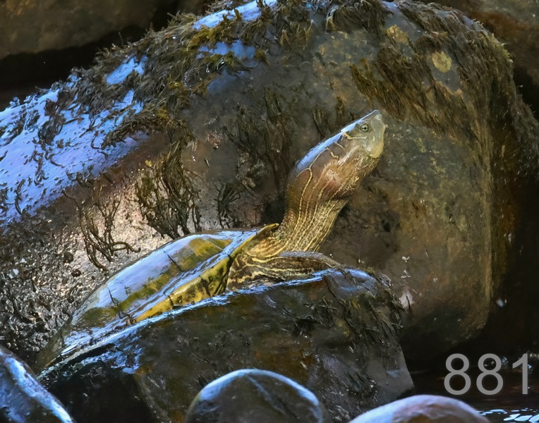 881mississippi map turtle 6-15-23-144x14l.jpg
