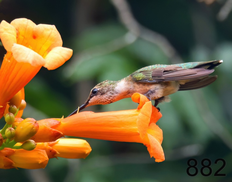 882ruby-throated hummingbird 8-14-23-587x14l.jpg