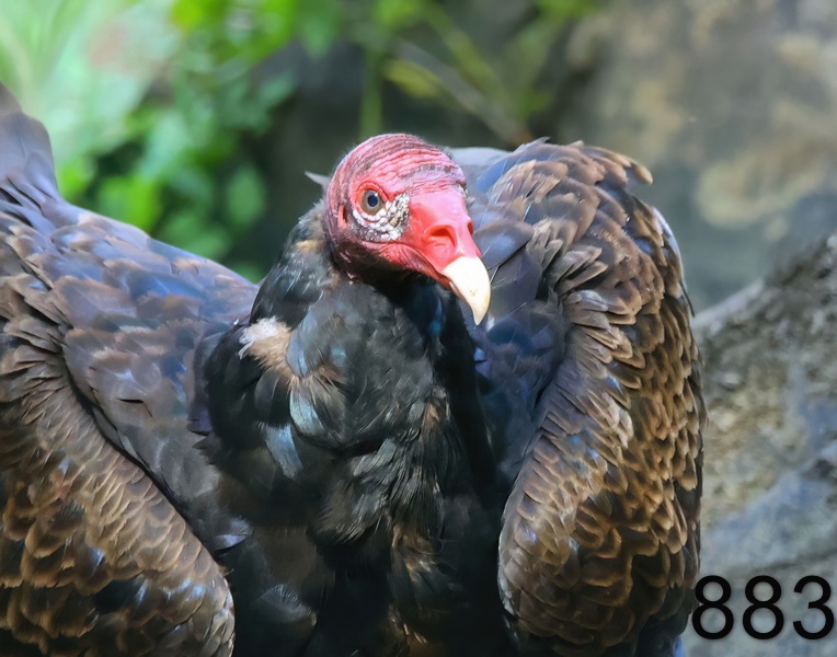 883turkey vulture 7-7-23-990x14ll.jpg