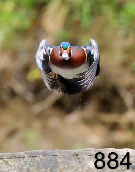 884wood duck 4-21-23-654x14lt.jpg
