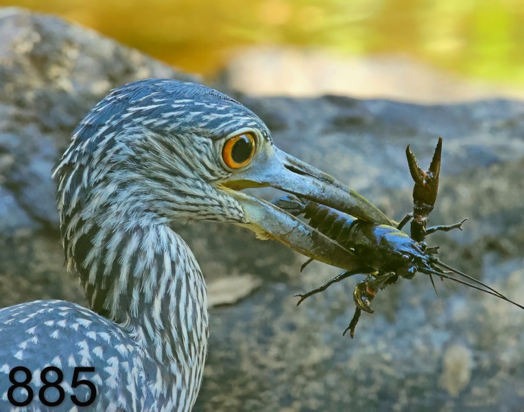 885yellow-crowned night heron 8-4-23-197x14l.jpg