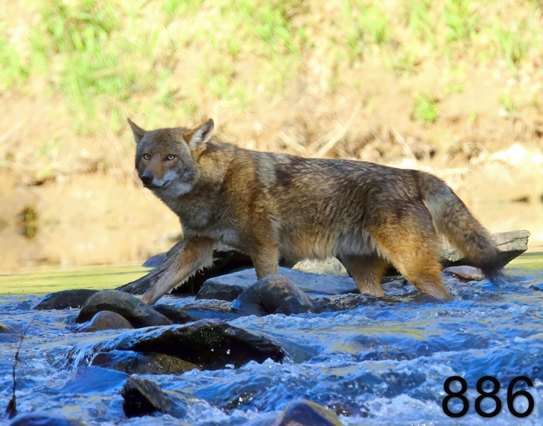 886coyote 4-17-23-762x14l.jpg