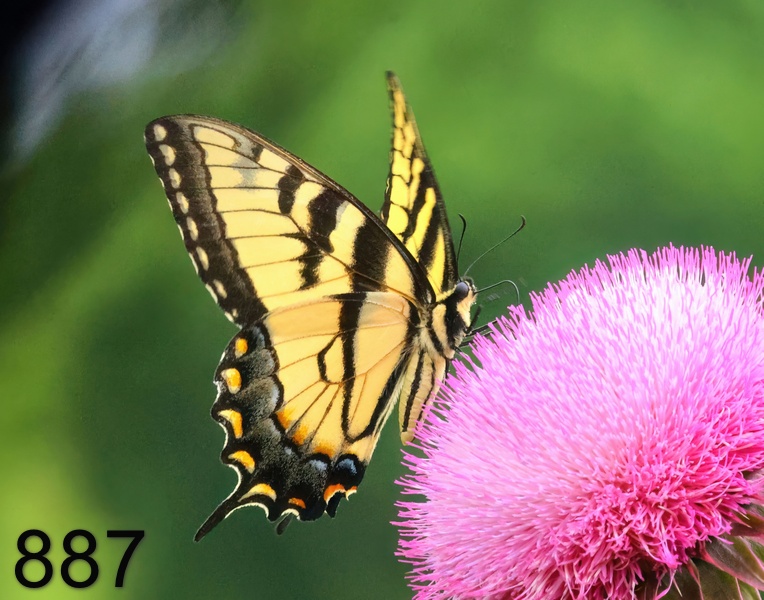 887eastern tiger swallowtail 6-6-23-220x14l.jpg