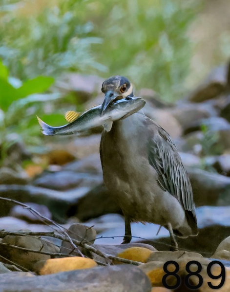 889yellow-crowned night heron 8-16-23-153x14lt.jpg