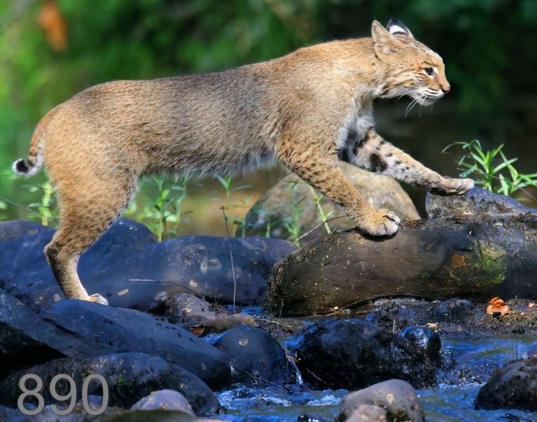 890bobcat 6-22-23-864x14l.jpg