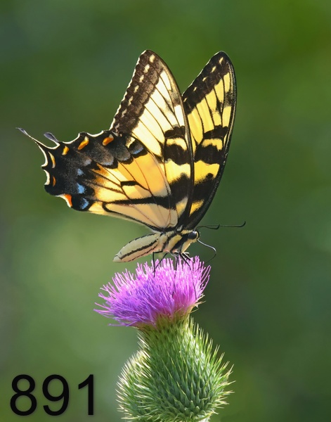 891eastern tiger swallowtail 7-20-23-415x14lt.jpg