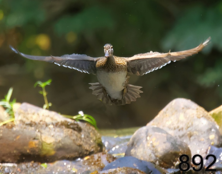 892wood duck 6-9-23-293x14l.jpg