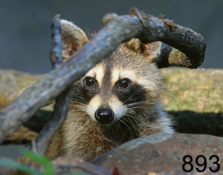 893raccoon 7-30-23-487x14l.jpg