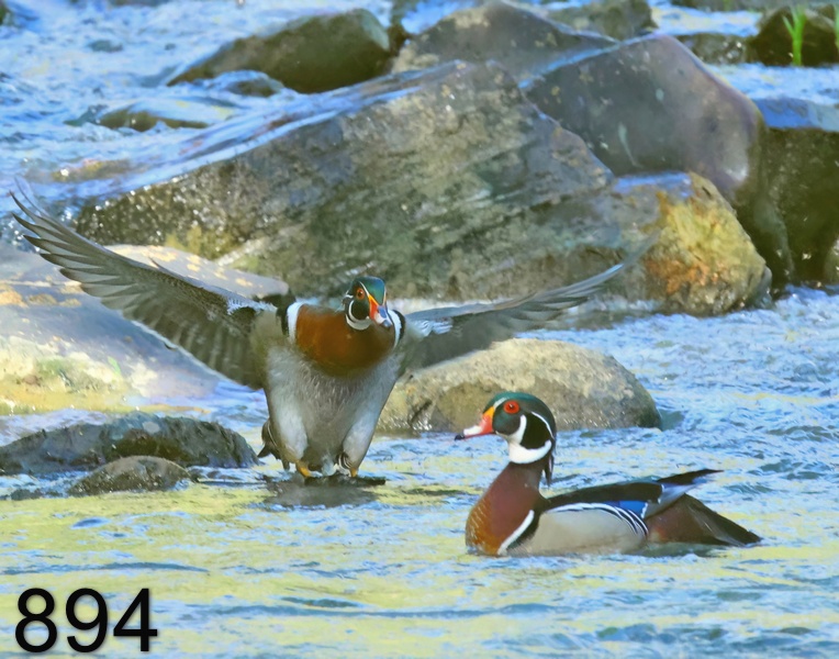 894wood ducks 4-17-23-860x14l.jpg