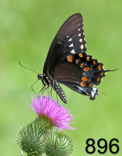 896spicebush swallowtail 7-20-23-353x14x14lt.jpg