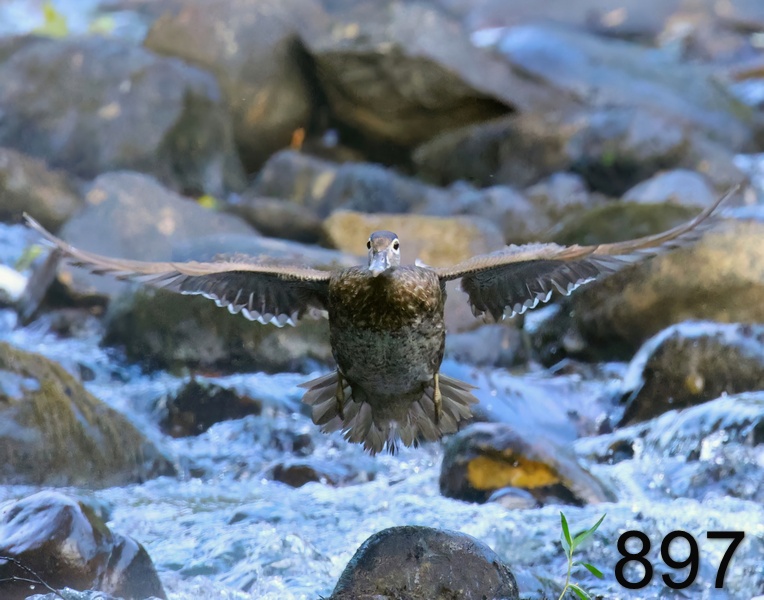 897wood duck 6-15-23-901x14l.jpg
