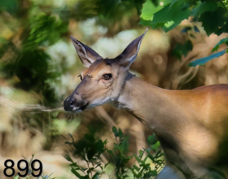 899deer 6-1-23-259x14l1.jpg