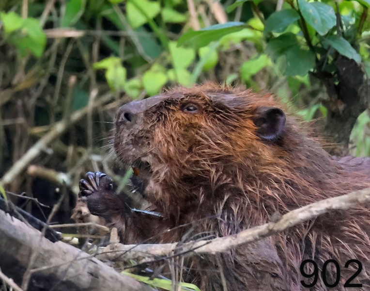 902beaver 5-22-23-948x14l.jpg