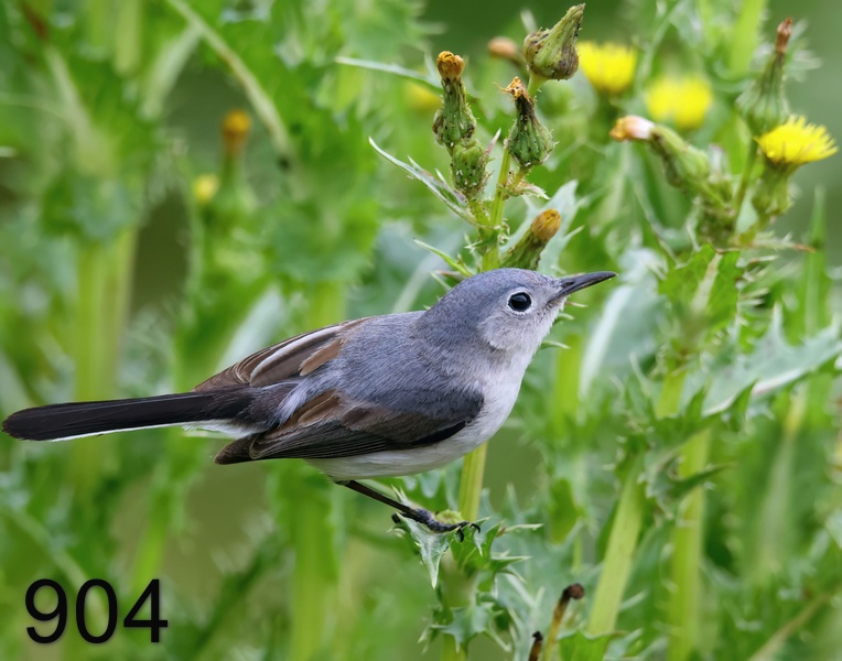 904blue-gray gnatcatcher 5-16--23-402x14l.jpg