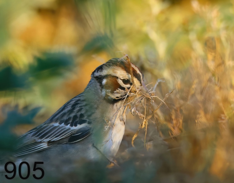 905lark sparrow 6-2-23-574x14l.jpg