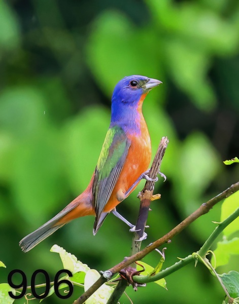 906painted bunting 5-13-23-311x14lt.jpg