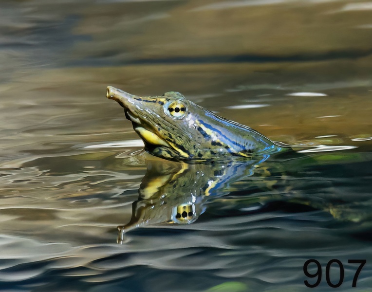 907spiny softshell 6-23-23-522x14l.jpg