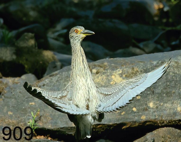 909yellow-crowned night heron 8-1-23-003x14l.jpg