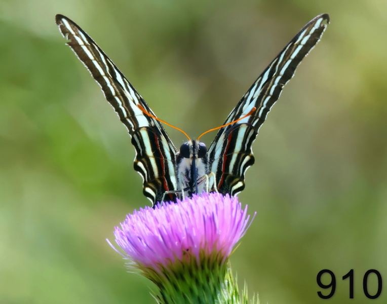 910zebra swallowtail 8-1-23-234x14l.jpg
