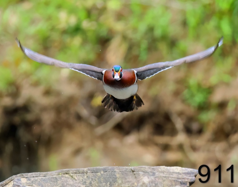 911wood duck 4-21-23-656x14ll.jpg