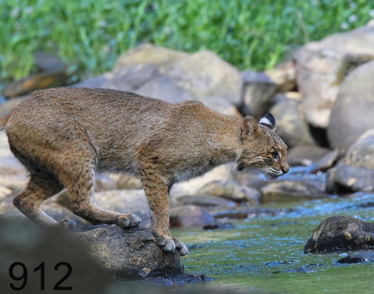 912bobcat 6-13-23-107x14l.jpg