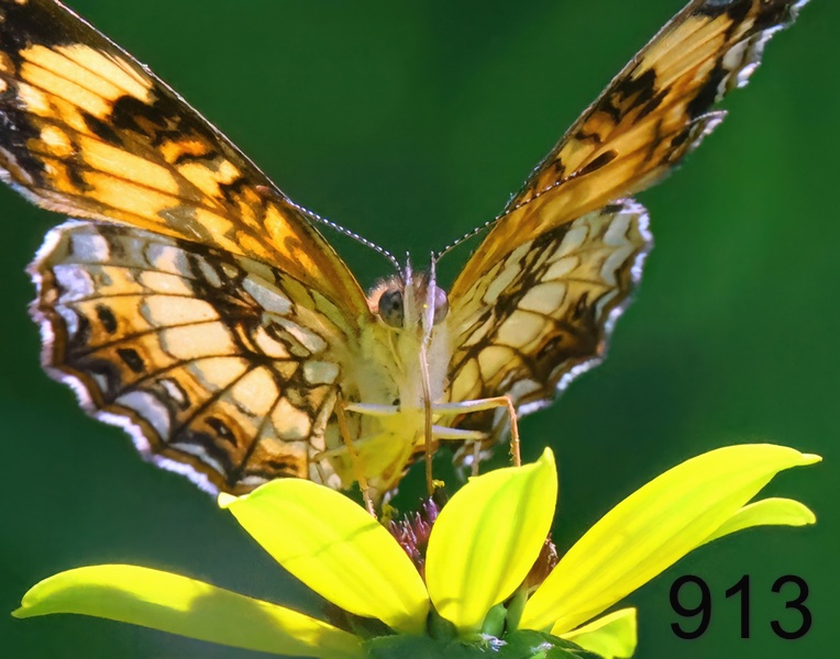913butterfly 7-12-23-235x14ll.jpg
