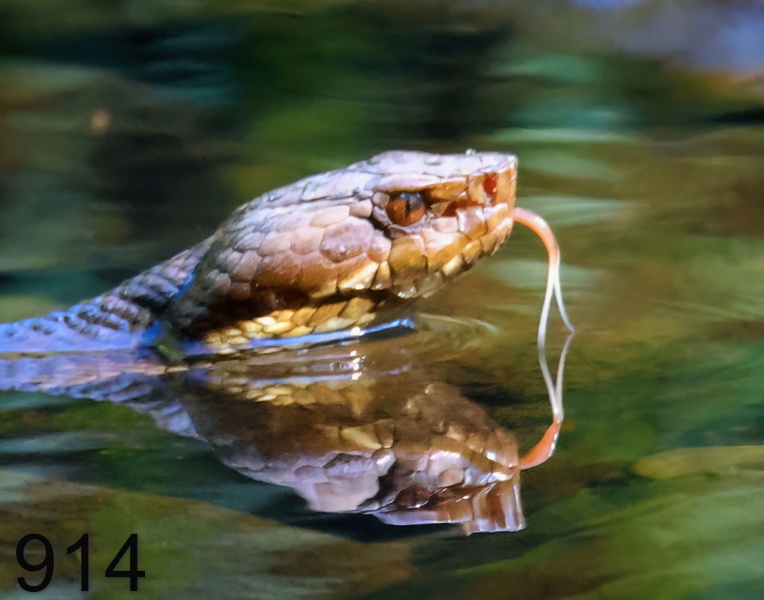 914cottonmouth 7-23-23-144x14l.jpg