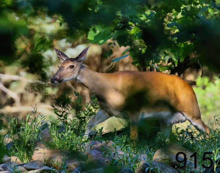 915deer 6-1-23-259x14l.jpg
