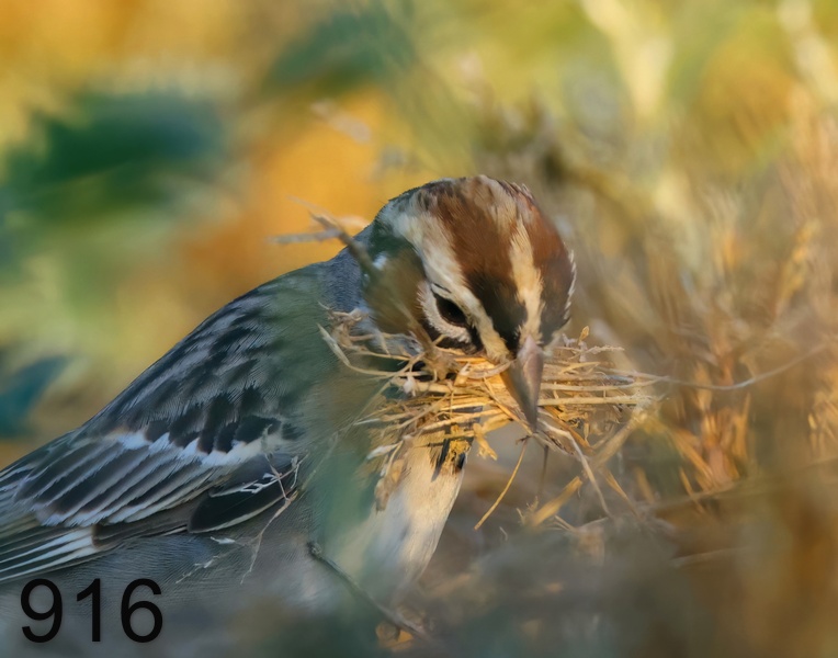 916lark sparrow 6-2-23-577x14l.jpg