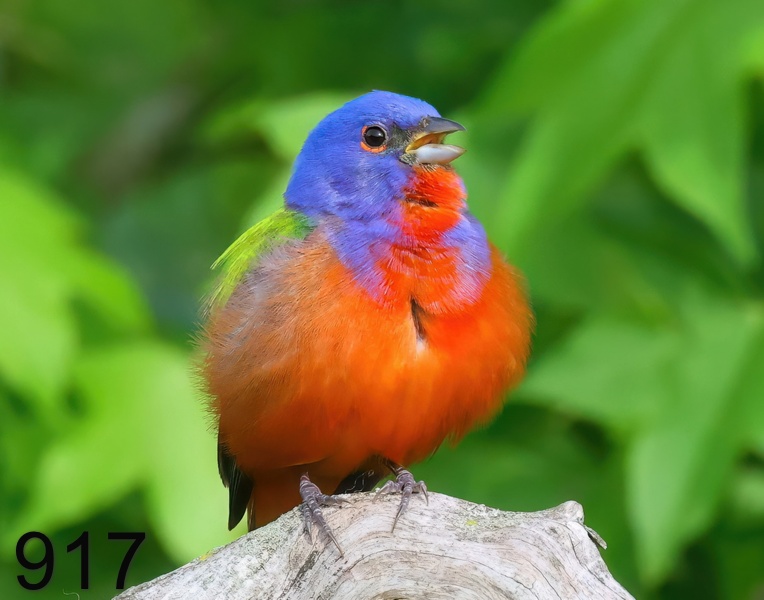 917painted bunting 5-8--23-289x14ll.jpg
