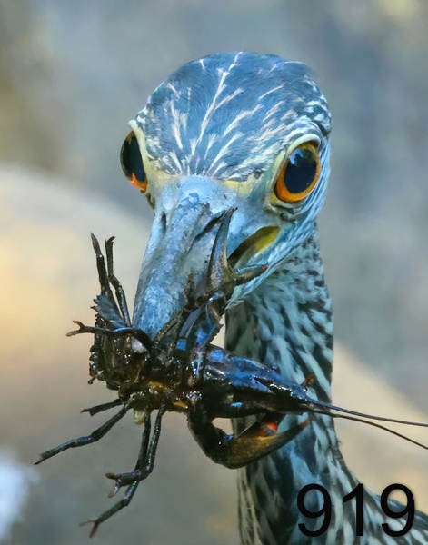 919yellow-crowned night heron 8-4-23-608x14lt.jpg