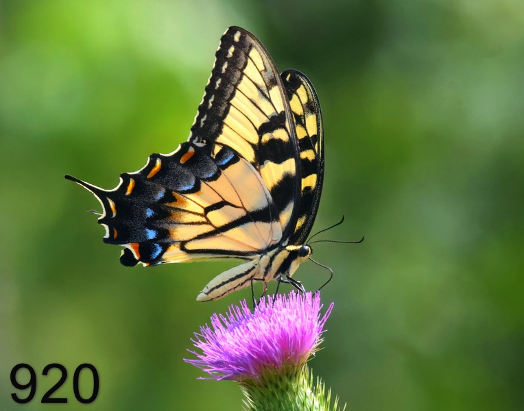 920eastern tiger swallowtail 7-20-23-423x14l.jpg