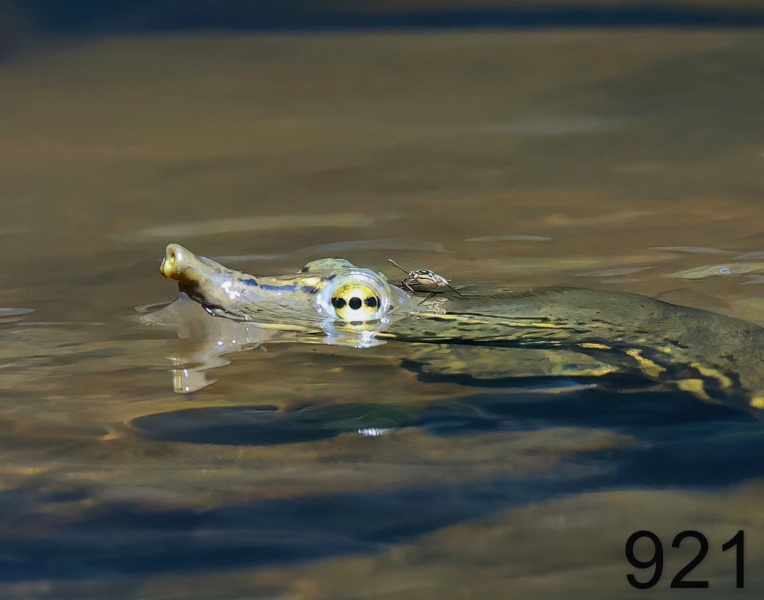 921spiny softshell 6-23-23-543x14l.jpg