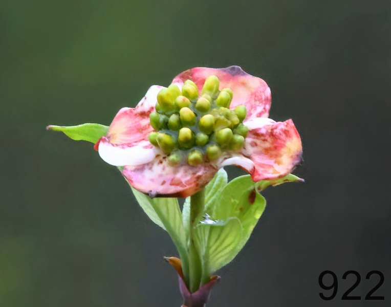 922dogwood 4-5-23-402x14l.jpg