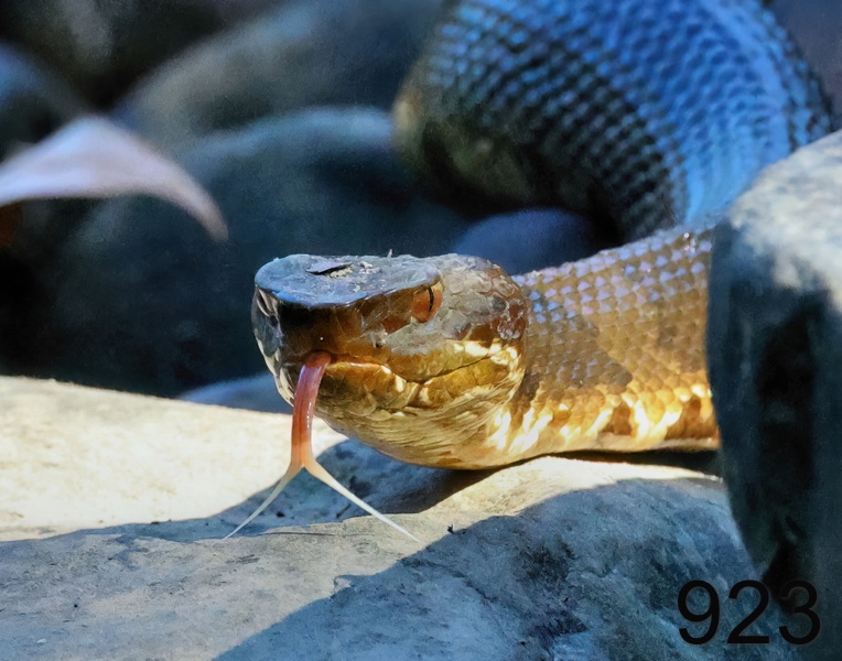 923cottonmouth 8-29-23-703x14l.jpg